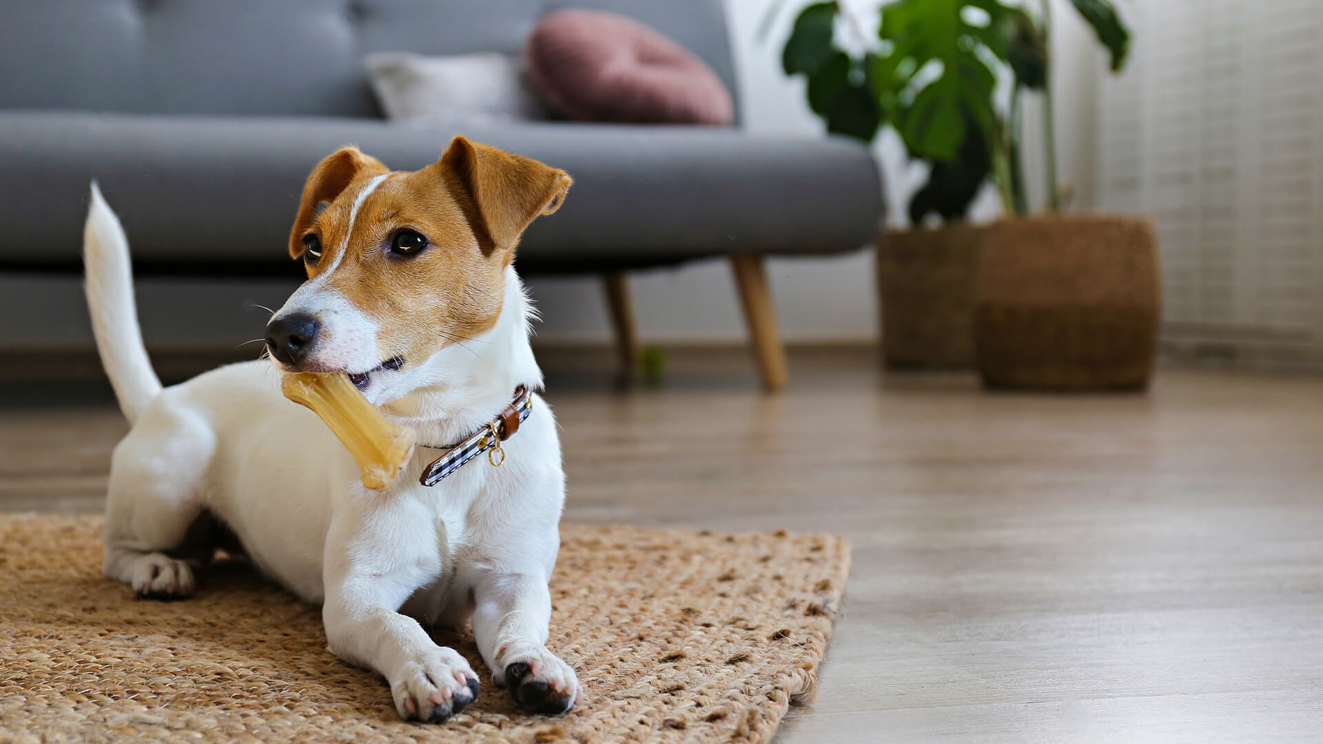 Award card - main image