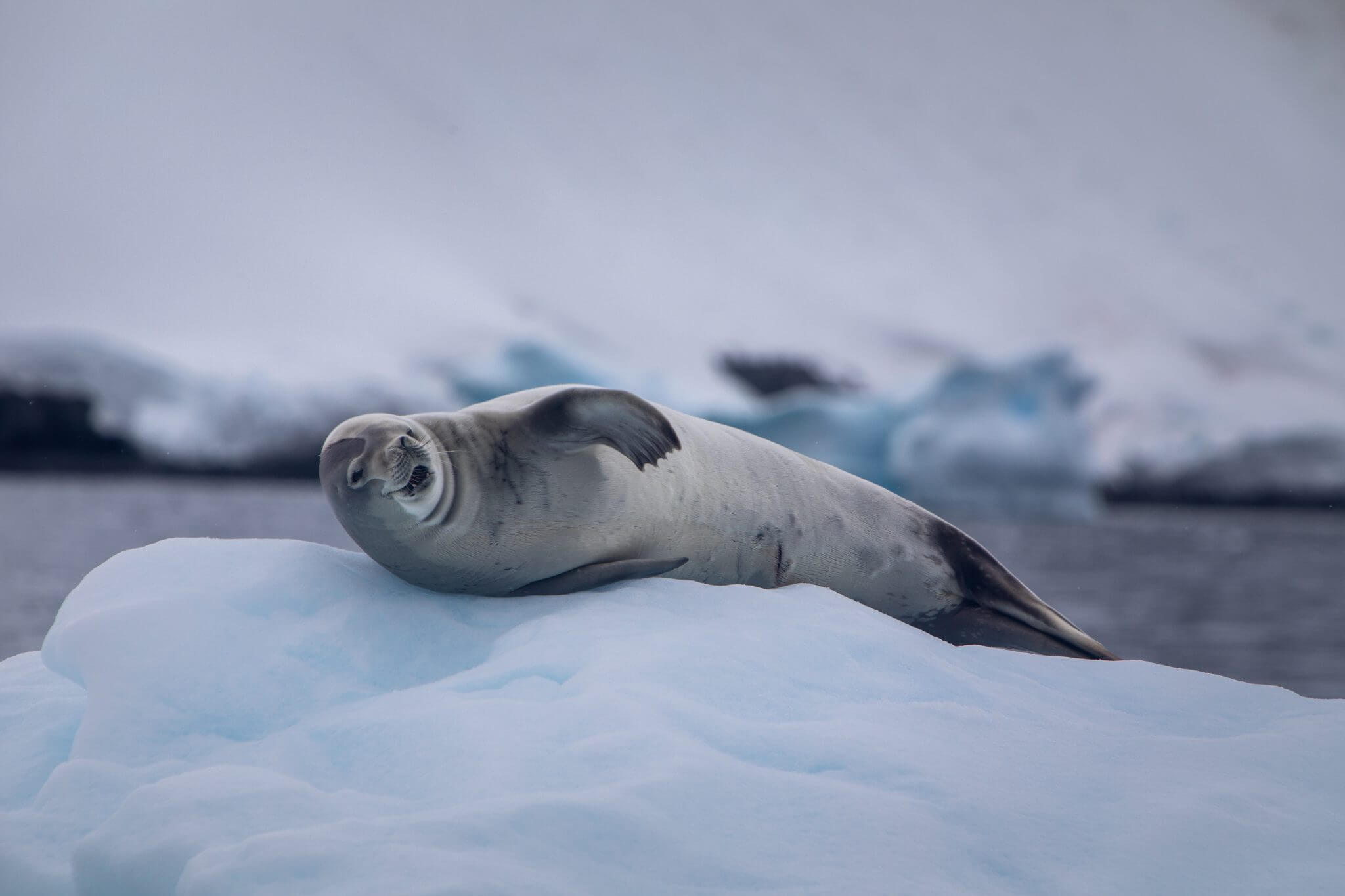 A lone crabeater seal spotted on a Cookson Adventure in Antarctica