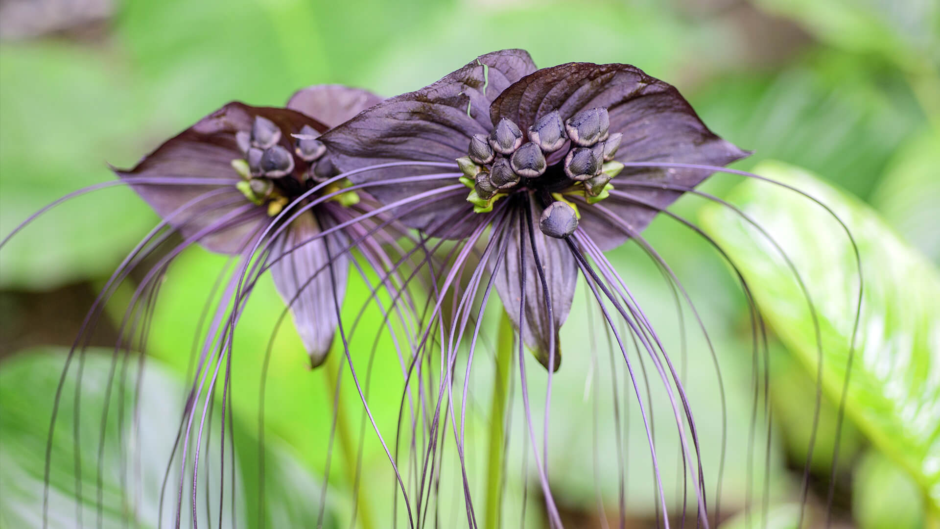 Bat Flower