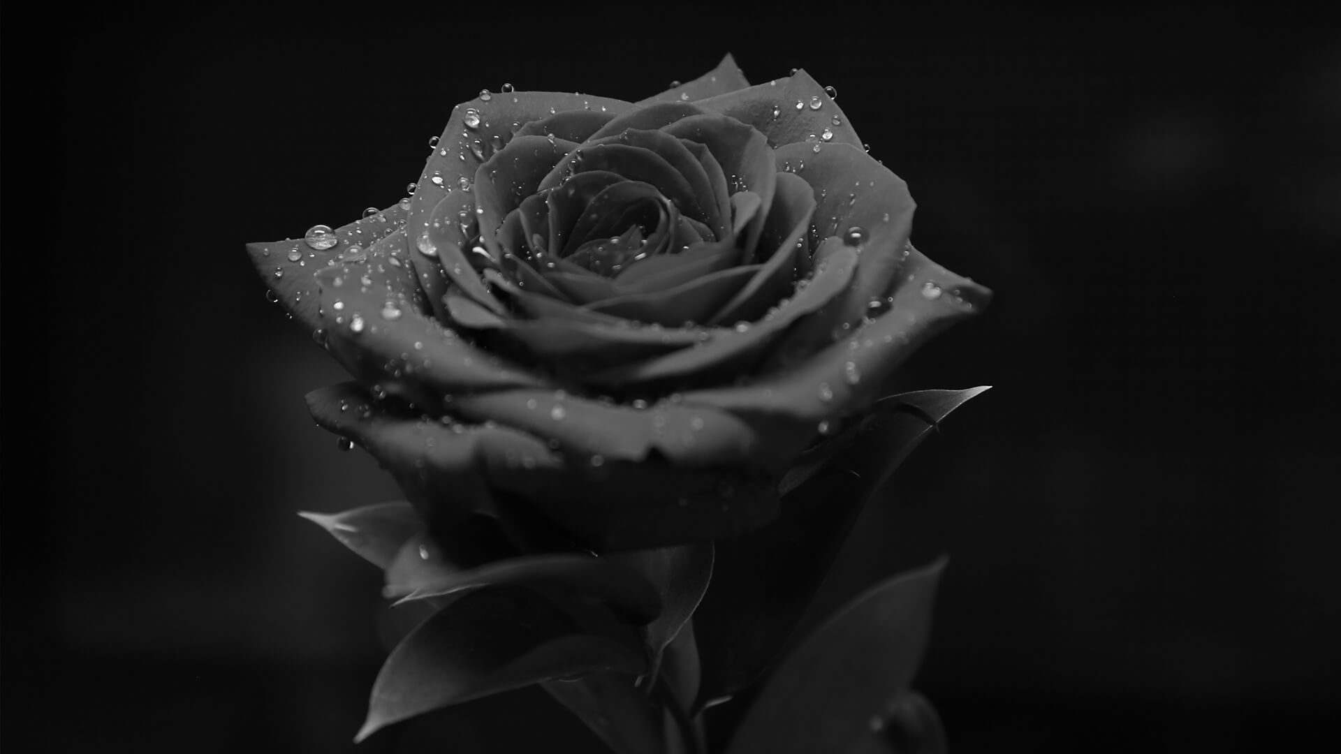 Black rose