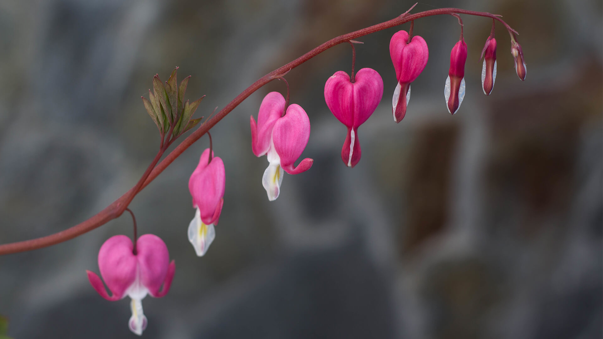 Bleeding heart flower