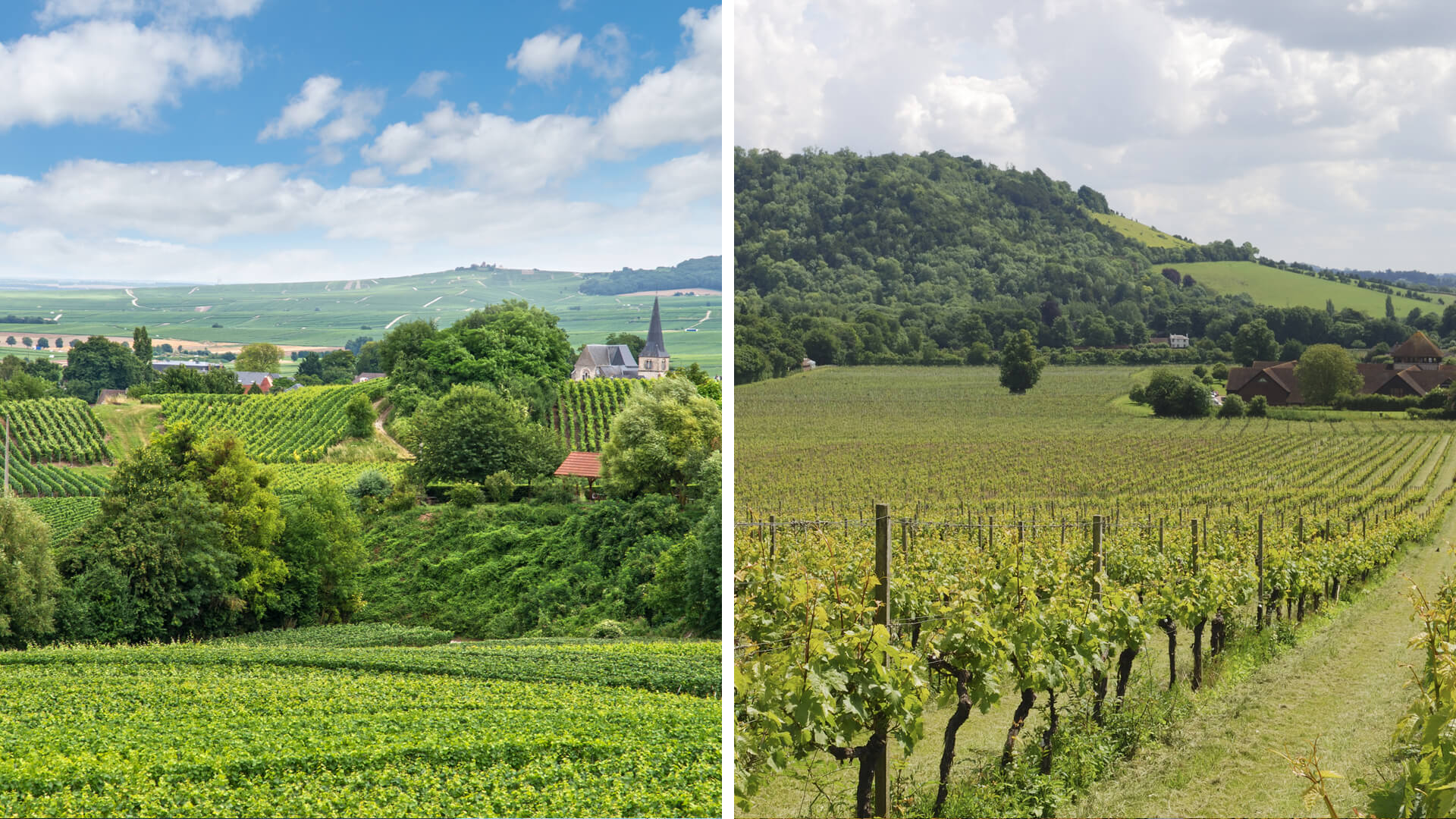 Champagne Wine Tour vs. South East England Wine Tour