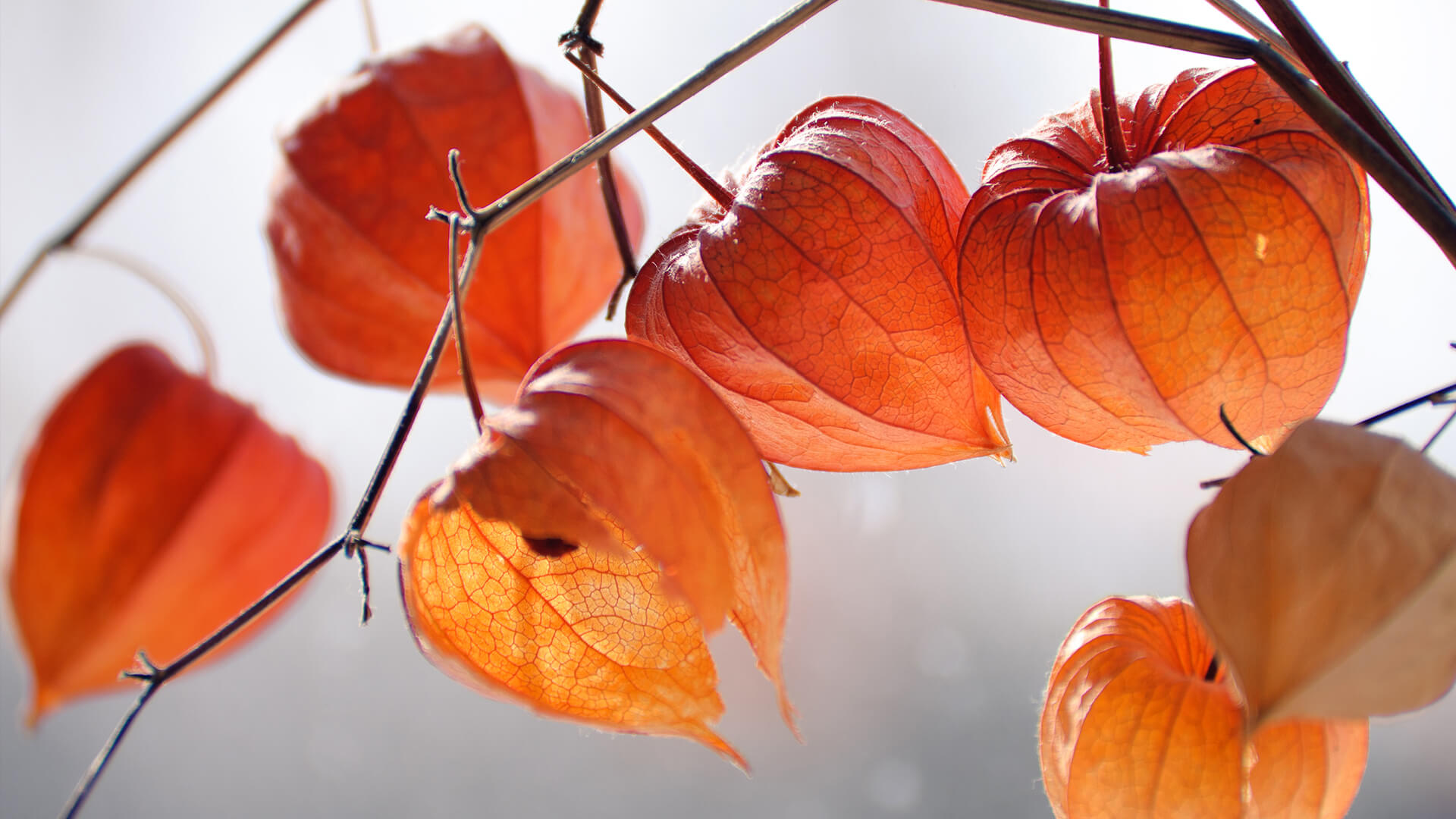 Chinese lantern flower