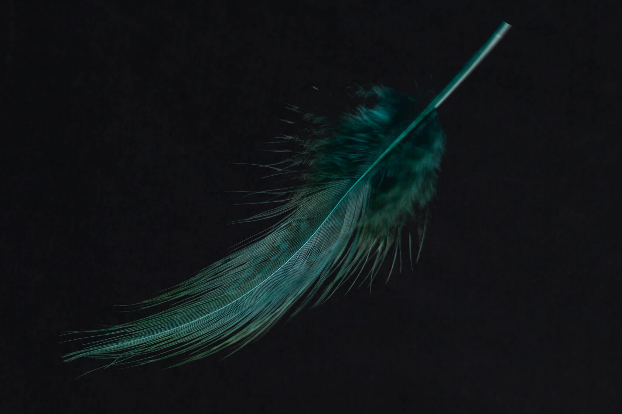 Feathers