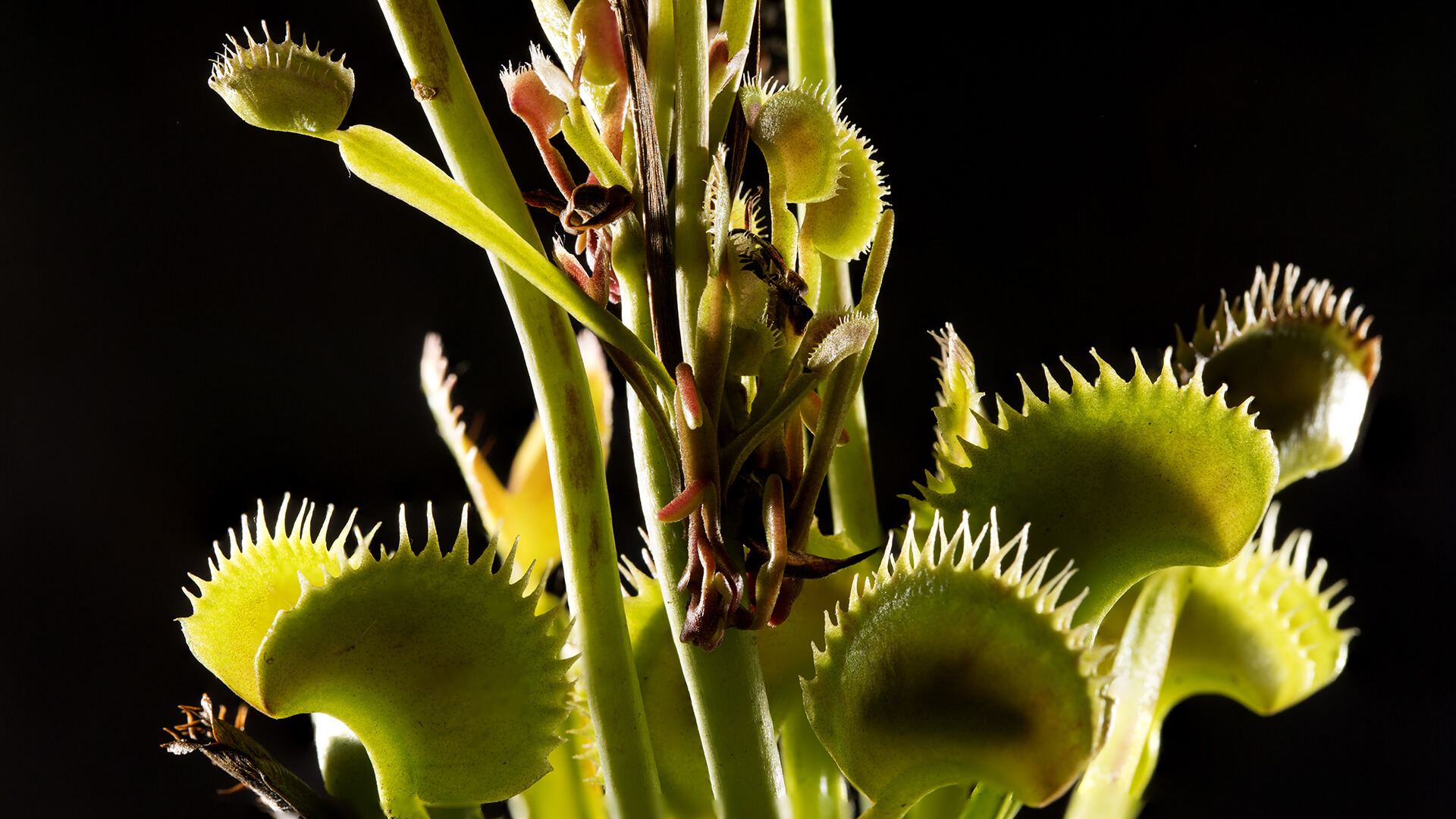 Venus fly trap