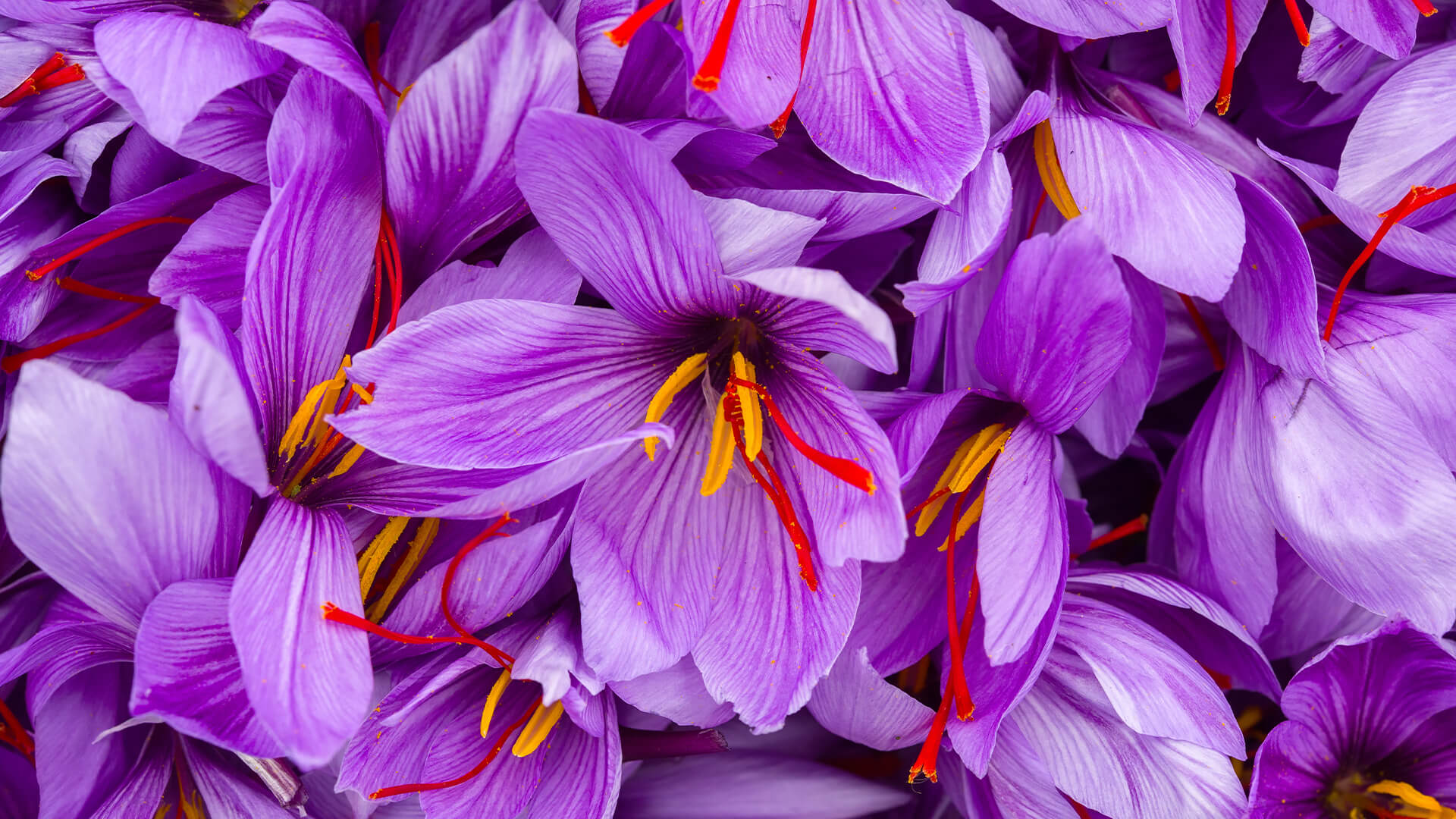 saffron flowers