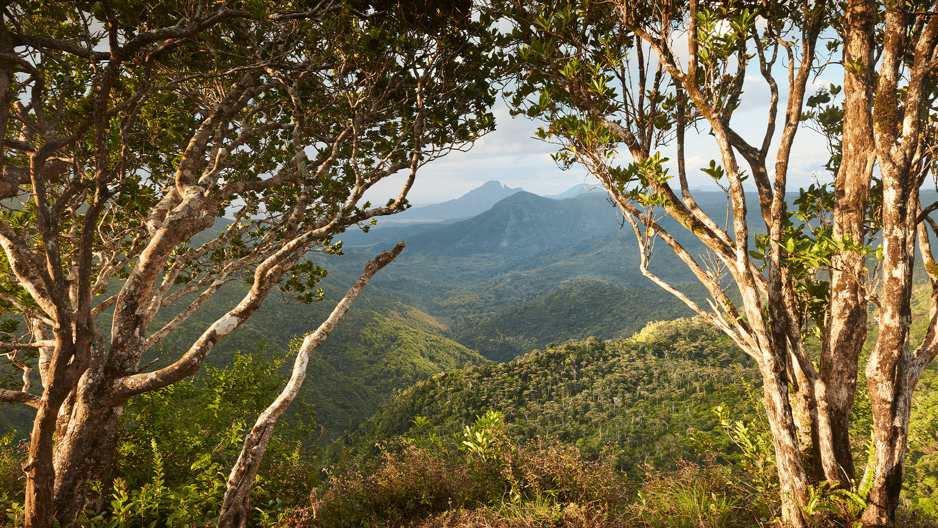 Black River Gorges National Park