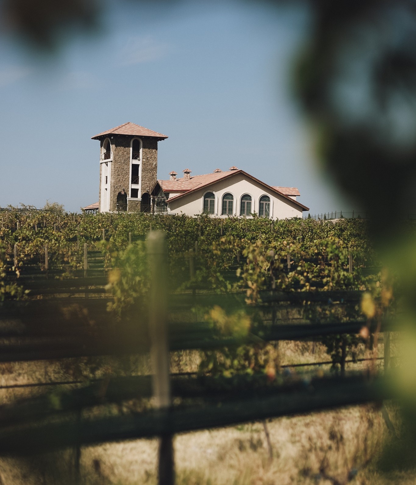 Winner small image - Van Ardi LLC