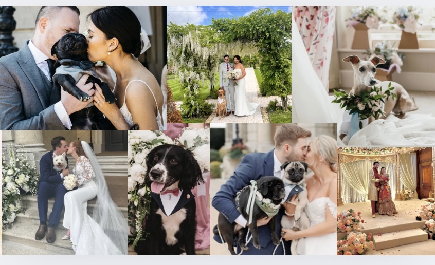 Winner small image - Ellis’ Pet Daycare