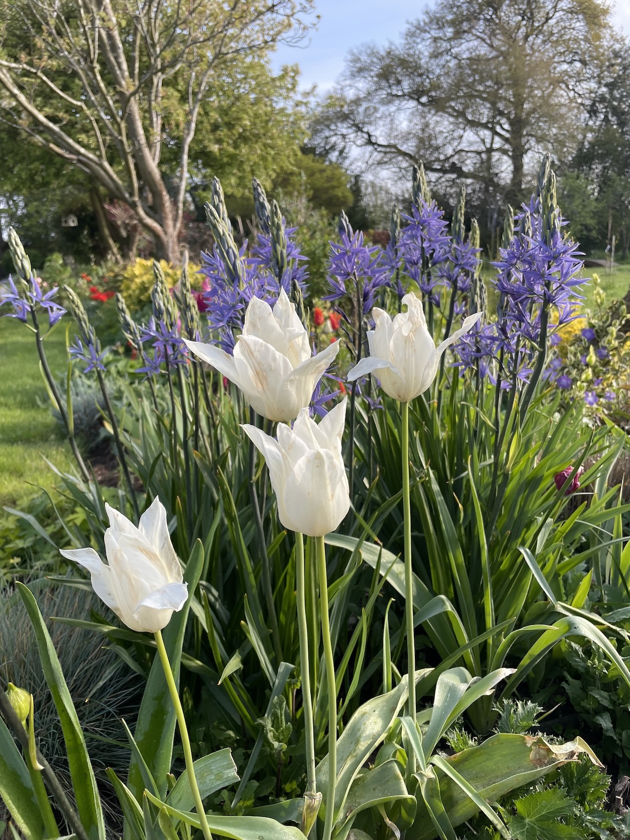 Winner small image - Azur Borders & Plants