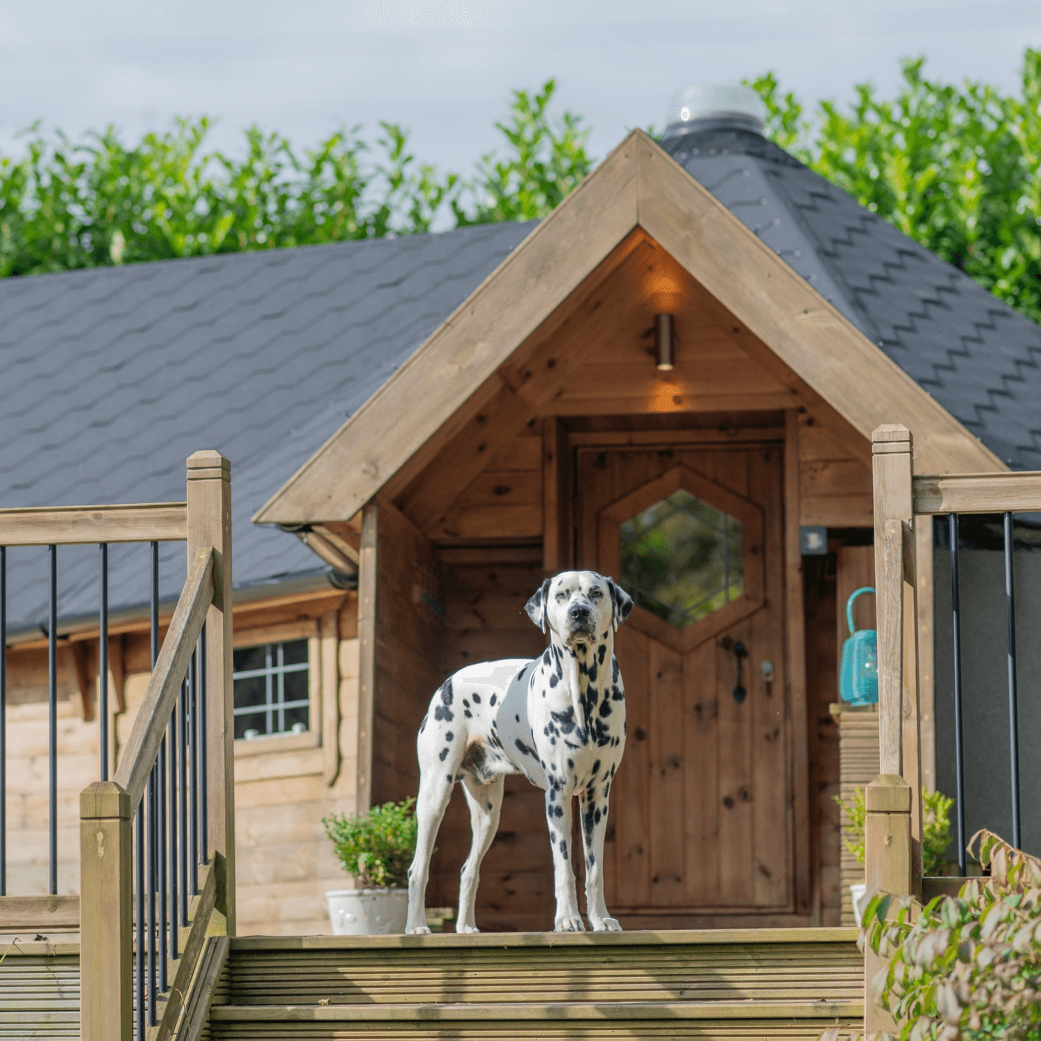 Winner small image - Thorny Bush