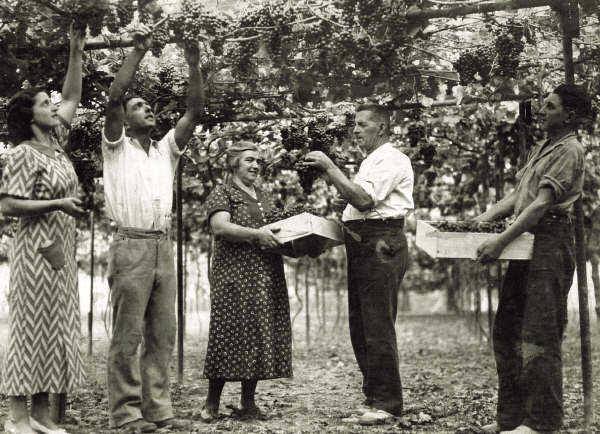 Winner small image - Soljans