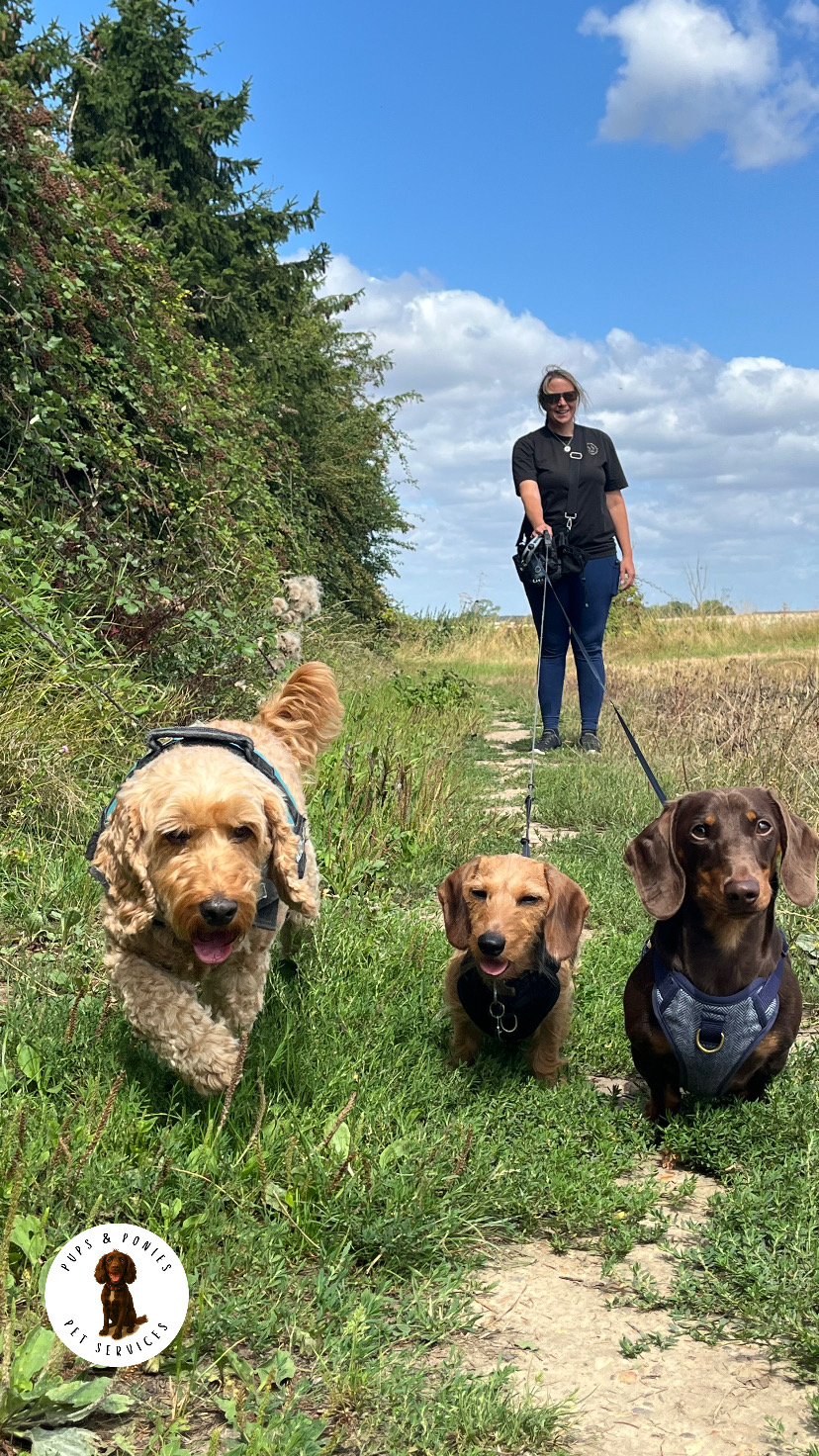 Winner small image - Pups & Ponies Pet Services