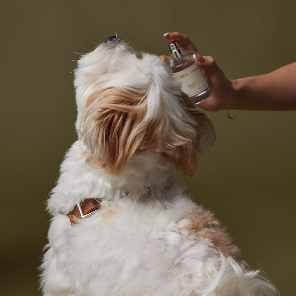 Winner small image - ROOFINITY PET INC, (ROOROO MADE)