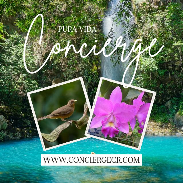 Winner small image - Pura Vida Concierge Services