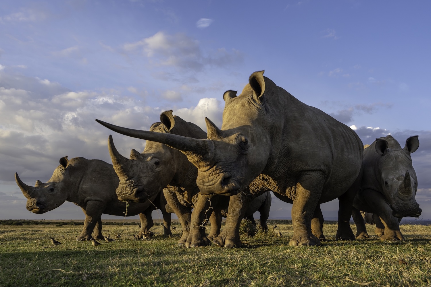 Winner small image - Tanda Afrika