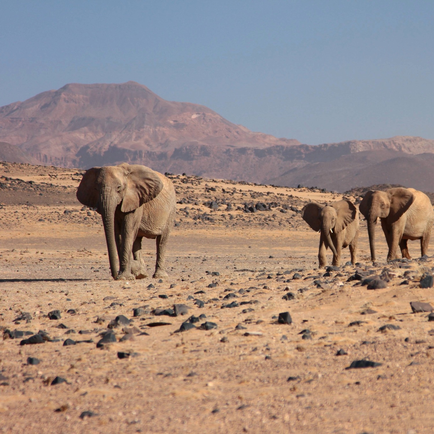 Winner small image - About Africa Co. NAMIBIA