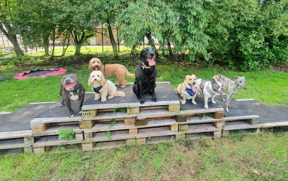 Winner small image - Dearlove Dogs