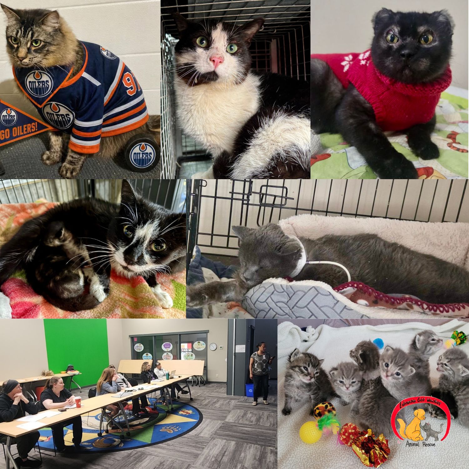 Winner small image - Edmonton Cold Weather Animal Rescue
