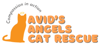 Winner small image - Avid’s Angels Cat Rescue