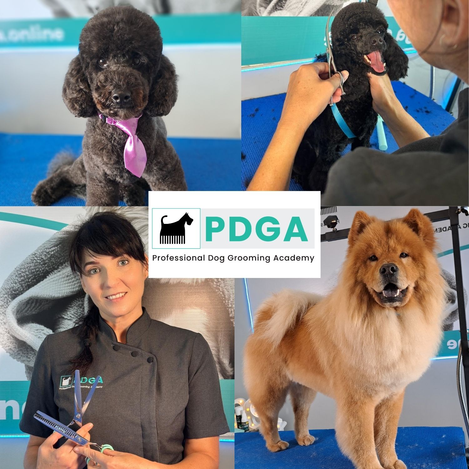 Winner small image - Professional Dog Grooming Academy