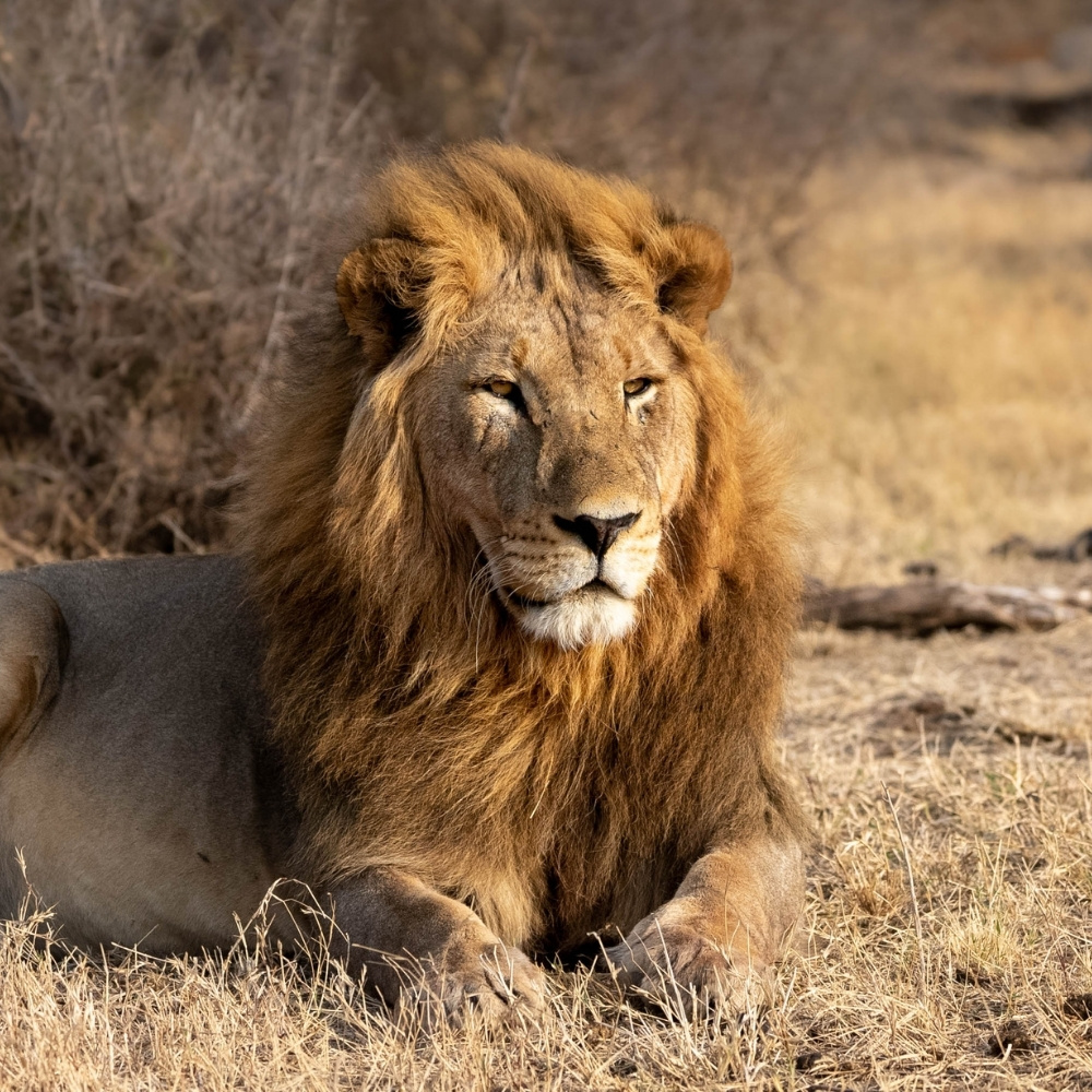 Winner small image - All Out Safaris