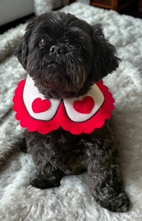 Winner small image - Woof Woof Wardrobe