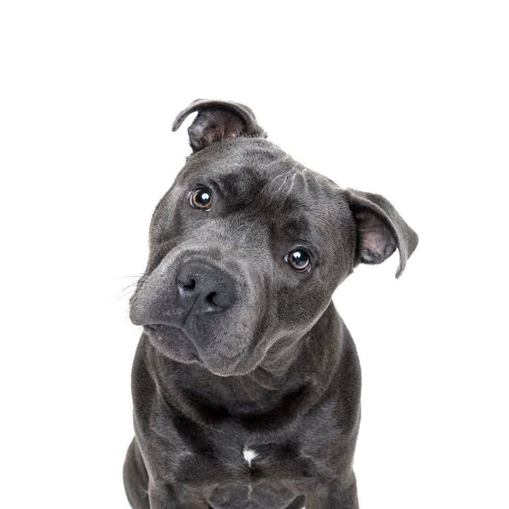 Winner small image - Wandering Dog Photography
