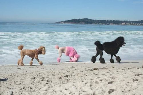Winner small image - Sugar Dogs International, Inc.