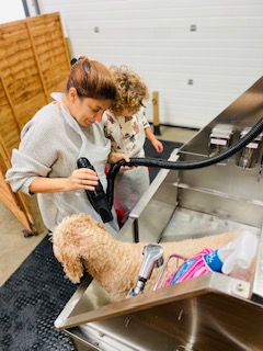 Winner small image - Yorkshire Dog Wash