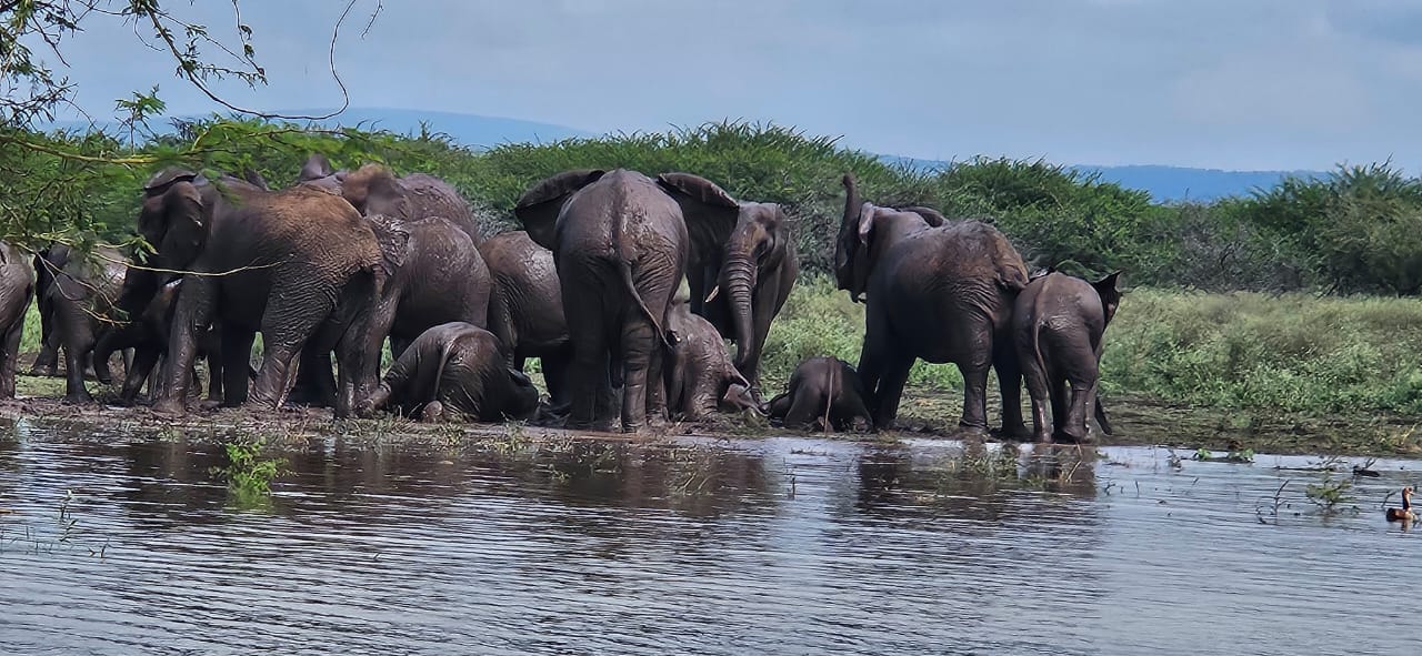 Winner small image - Royal Jozini Privste Game Reserve Lodges