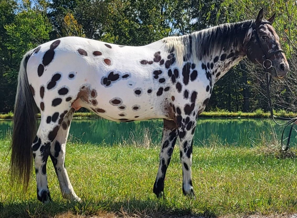 Winner small image - Jumper’s Sport Horses