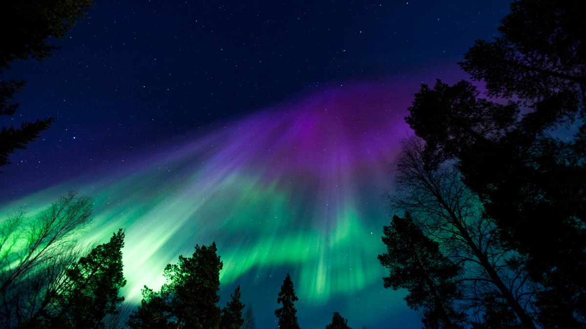 Winner small image - The Northern Lights Company