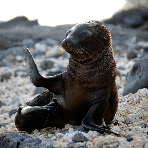 Winner small image - Galapagos Alternative